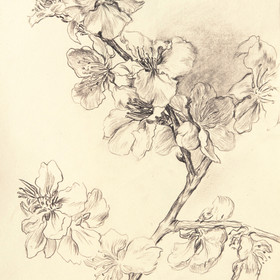 Peinture : The branch of an almond tree - Pencil on paper - 13 x 19 cm