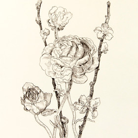 Peinture : Ranunculus and sakura drawing - Pen on paper - 20 x 29 cm